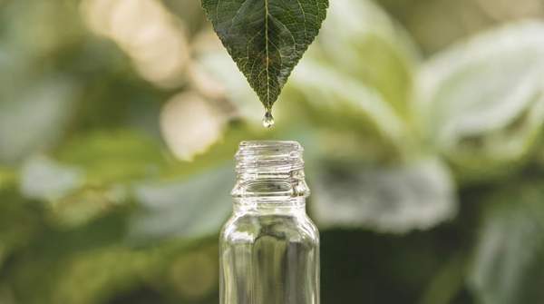 Editorial illustration for The Science of Adaptogens: How Botanicals Help Your Skin Handle Stress